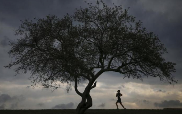 tree person darkness image