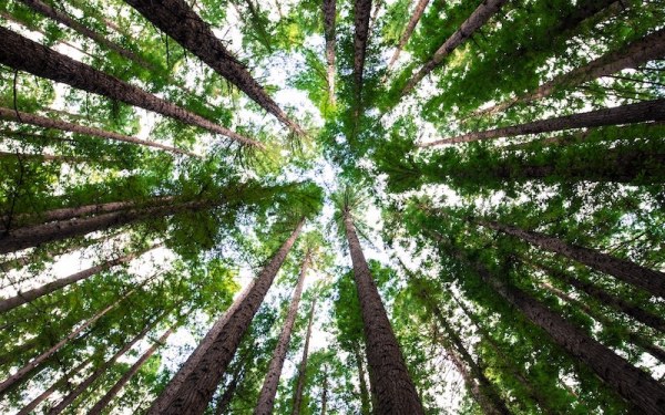 redwood trees