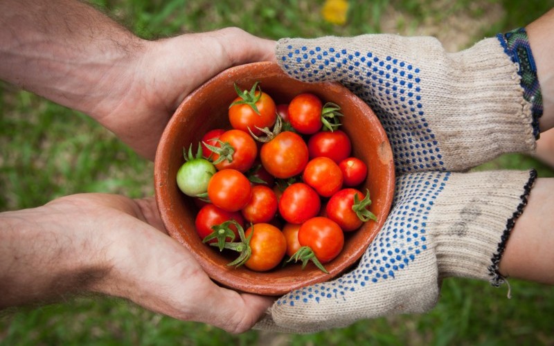 two people holding single bowl of tomatoes