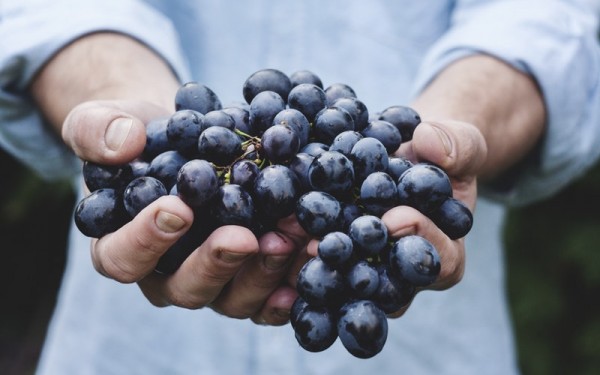 Man holding grapes forward