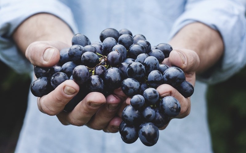 Man holding grapes forward