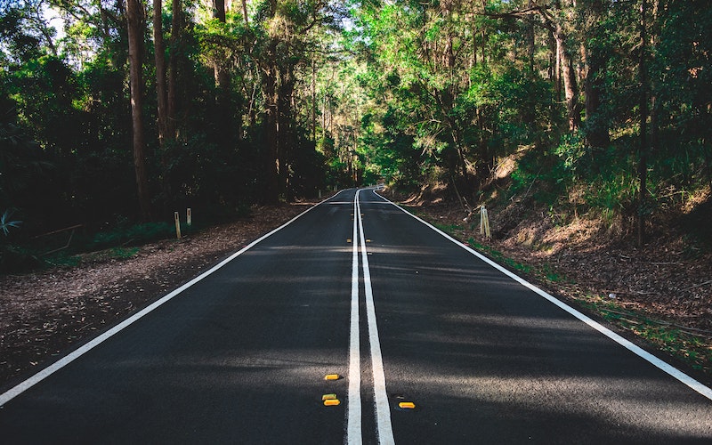 Image of road ahead with native forests