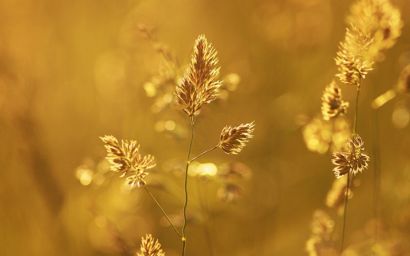 Wheat in the sun